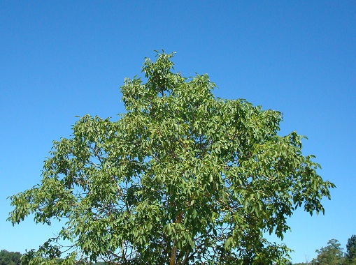 Exeter Tree Surgeon