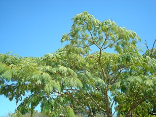 tree preservation exeter