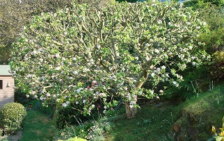 tree preservation exeter